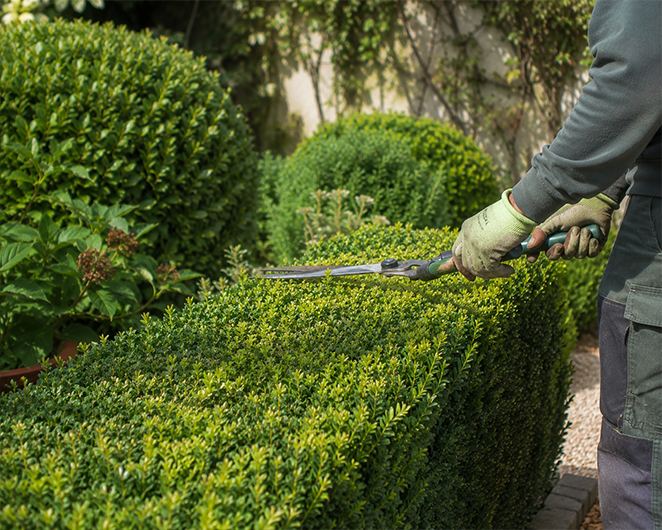 Conseils jardin premium